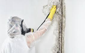 Best Mold Documentation for Insurance Claims  in Fallsburg, NY